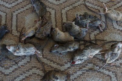 rodent trapping