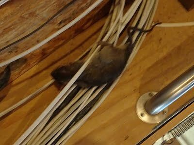 rodent trapping